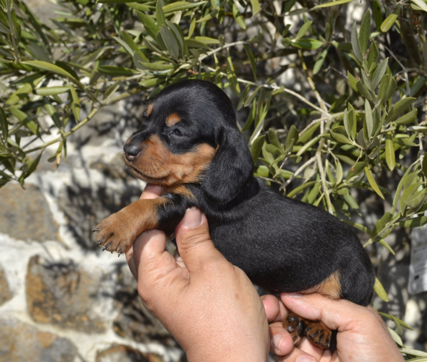 de la Cascade d'Orion - Chiots disponibles - Teckel poil ras