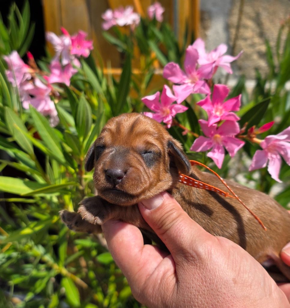 de la Cascade d'Orion - Chiots disponibles - Teckel poil dur