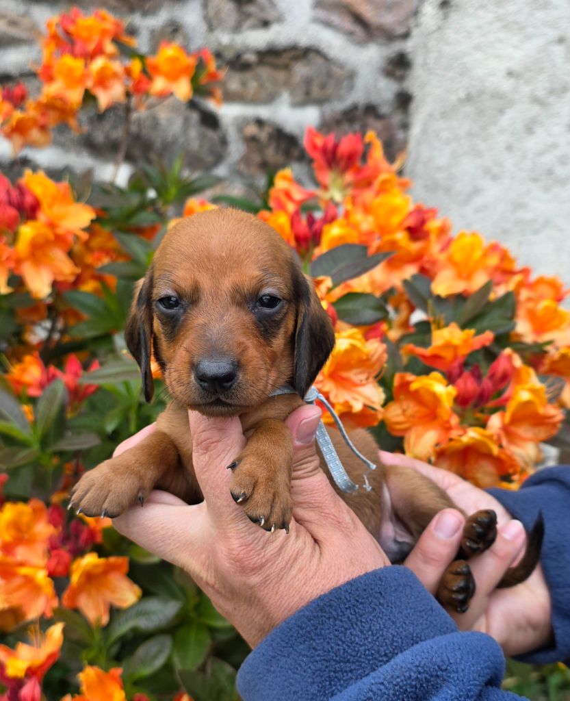 de la Cascade d'Orion - Chiots disponibles - Teckel poil ras
