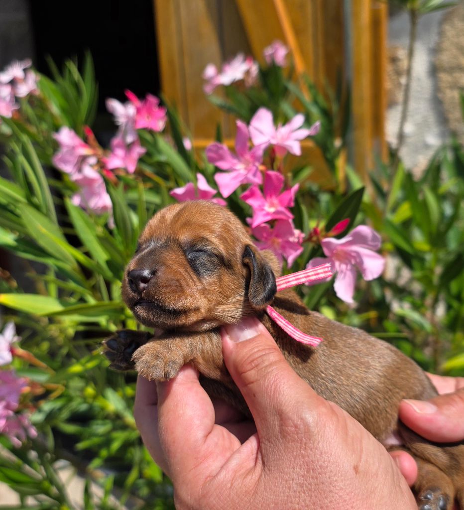 de la Cascade d'Orion - Chiots disponibles - Teckel poil dur