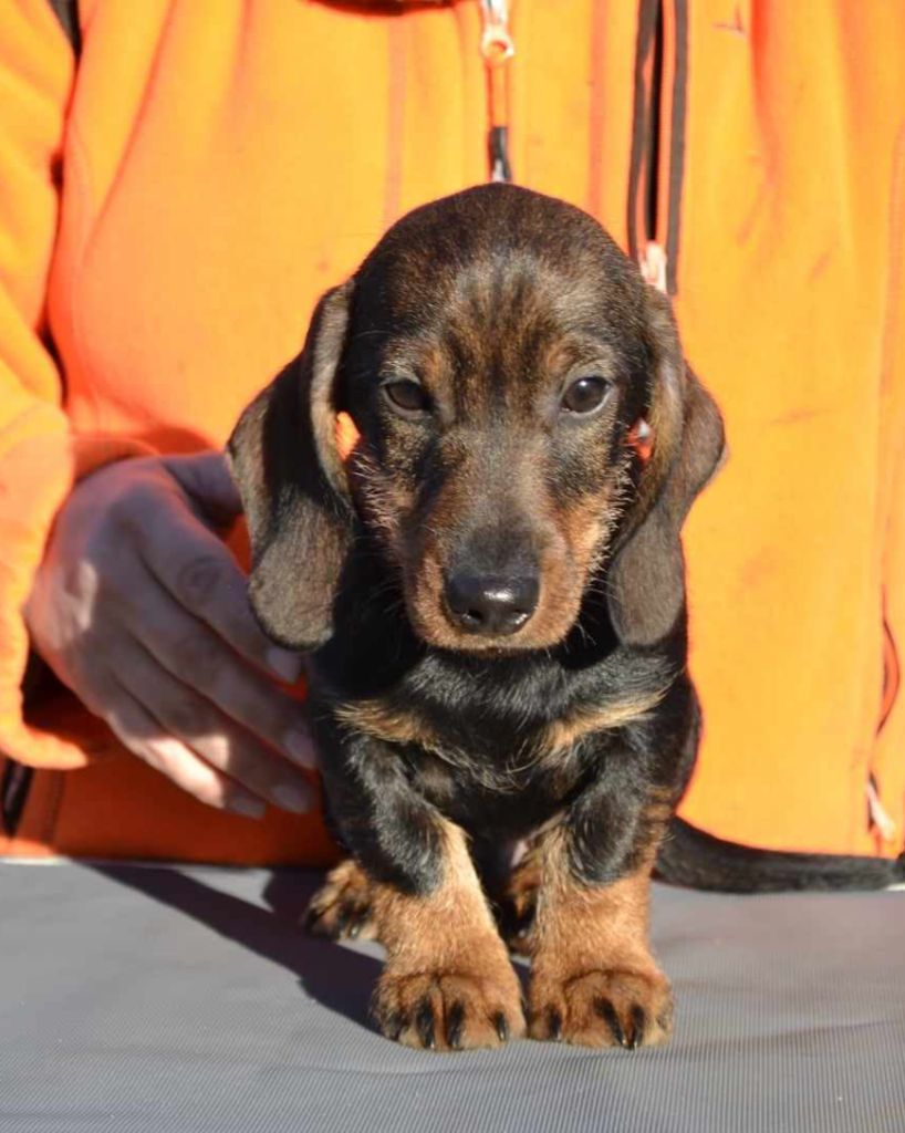 de la Cascade d'Orion - Teckel poil dur - Portée née le 13/09/2023