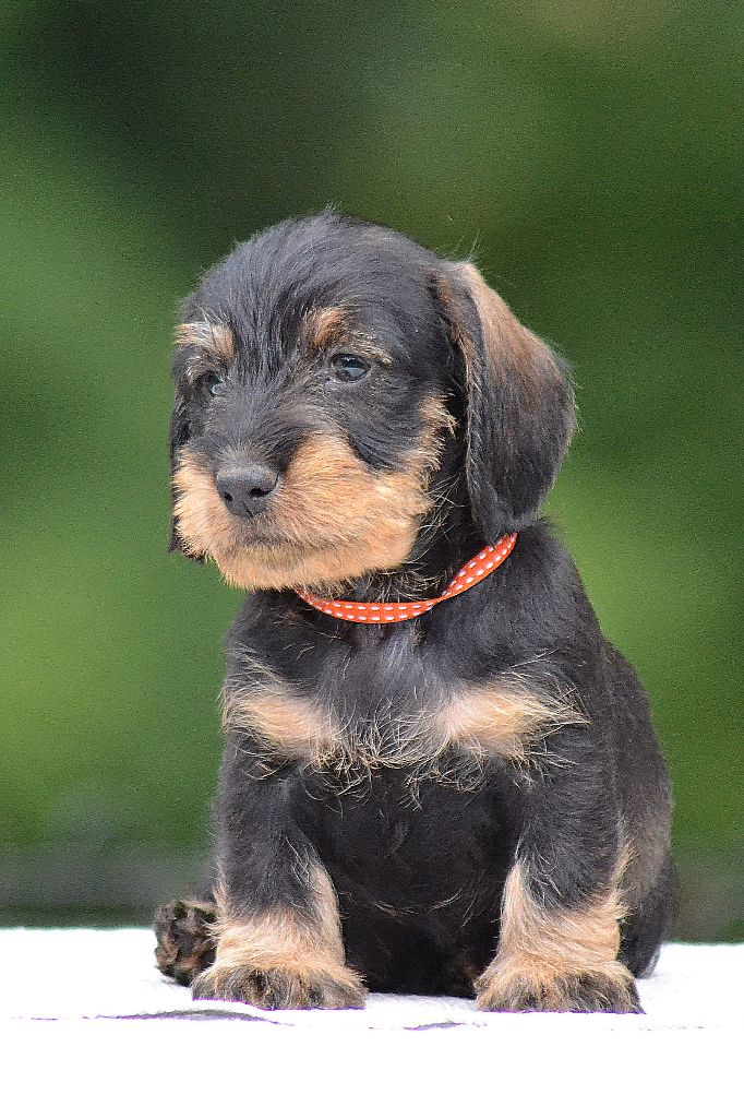 de la Cascade d'Orion - Teckel poil dur - Portée née le 26/07/2018