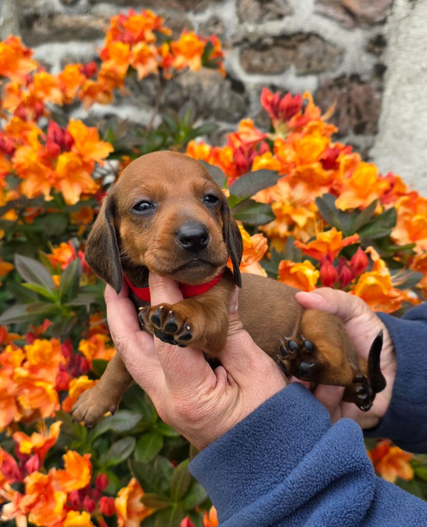 de la Cascade d'Orion - Chiots disponibles - Teckel poil ras