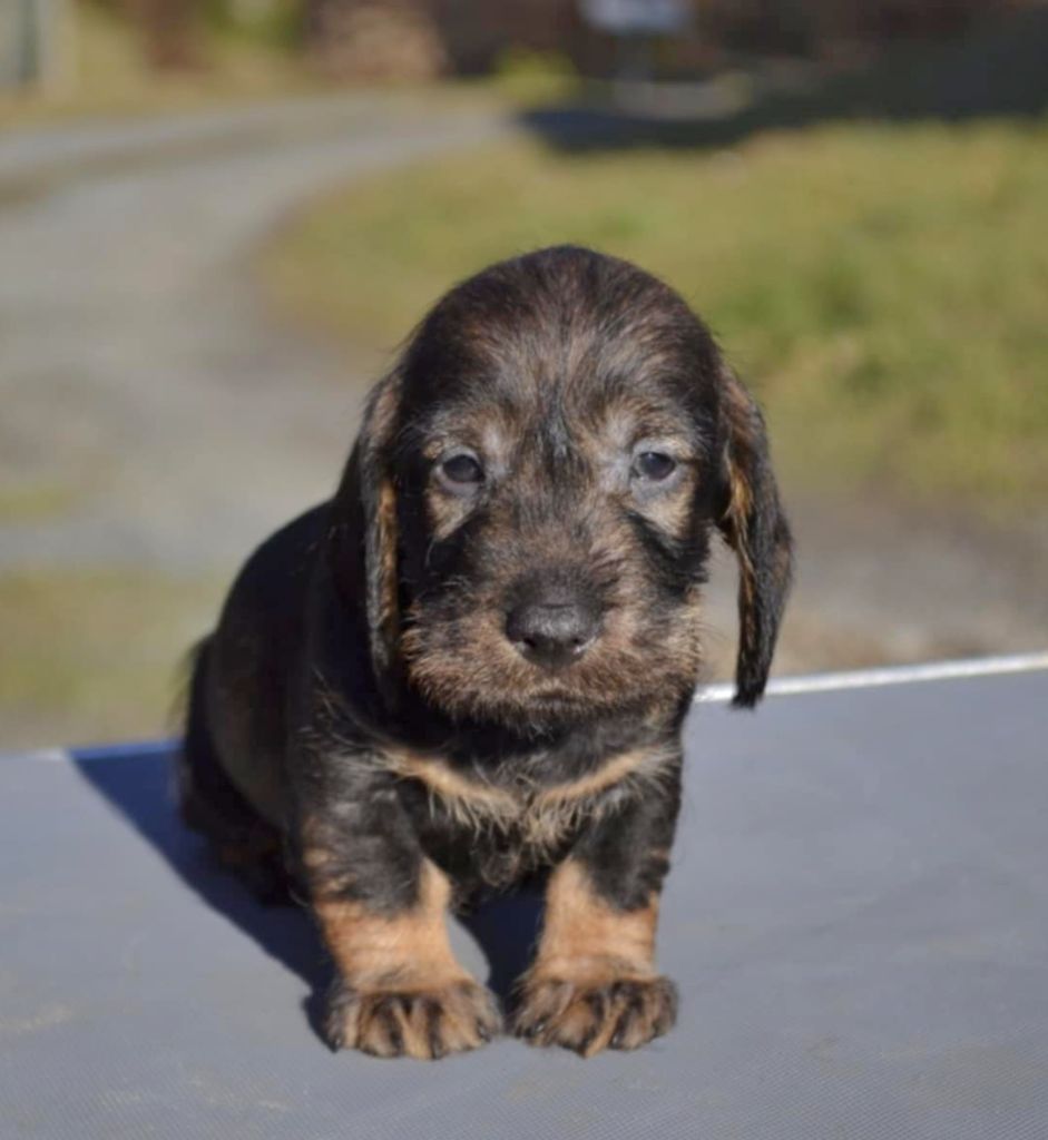 de la Cascade d'Orion - Chiots disponibles - Teckel poil dur