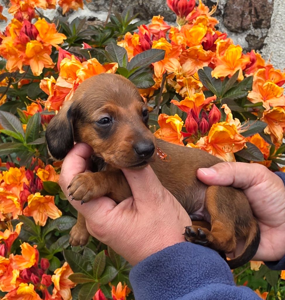 de la Cascade d'Orion - Chiots disponibles - Teckel poil ras