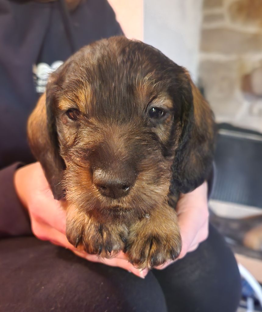 de la Cascade d'Orion - Teckel poil dur - Portée née le 09/12/2022