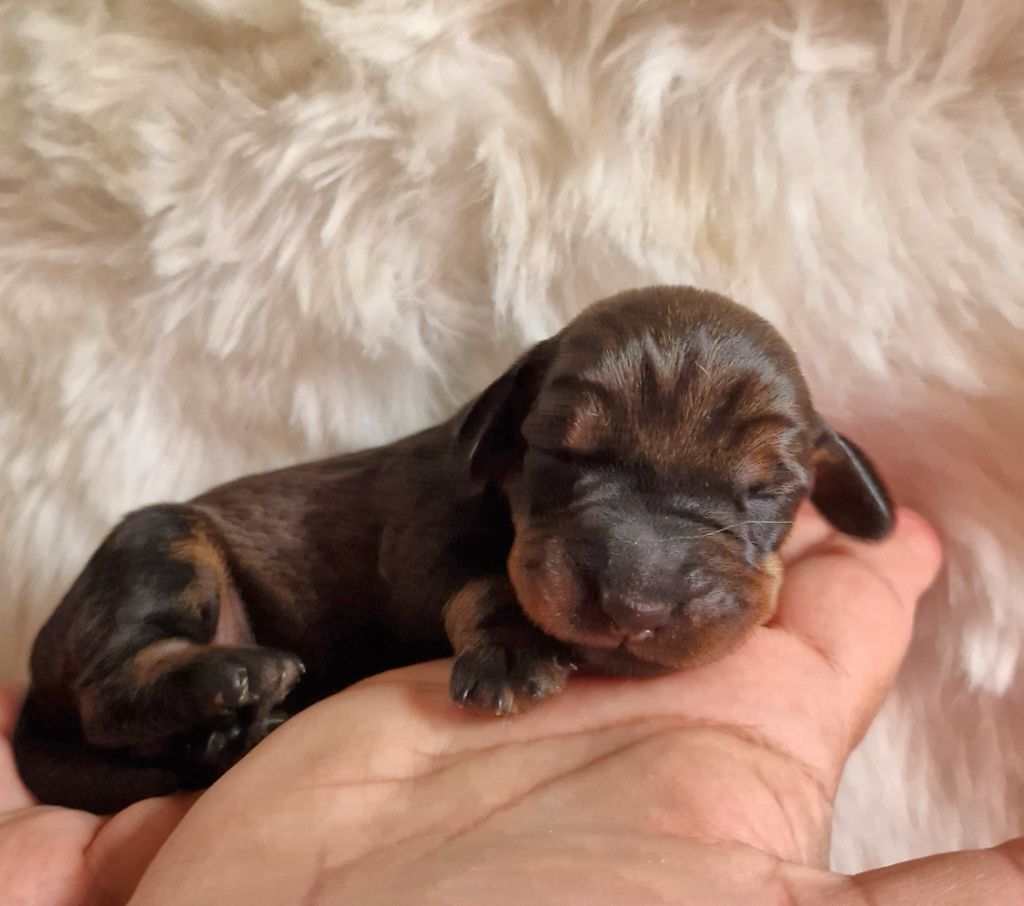 de la Cascade d'Orion - Teckel poil dur - Portée née le 20/06/2024