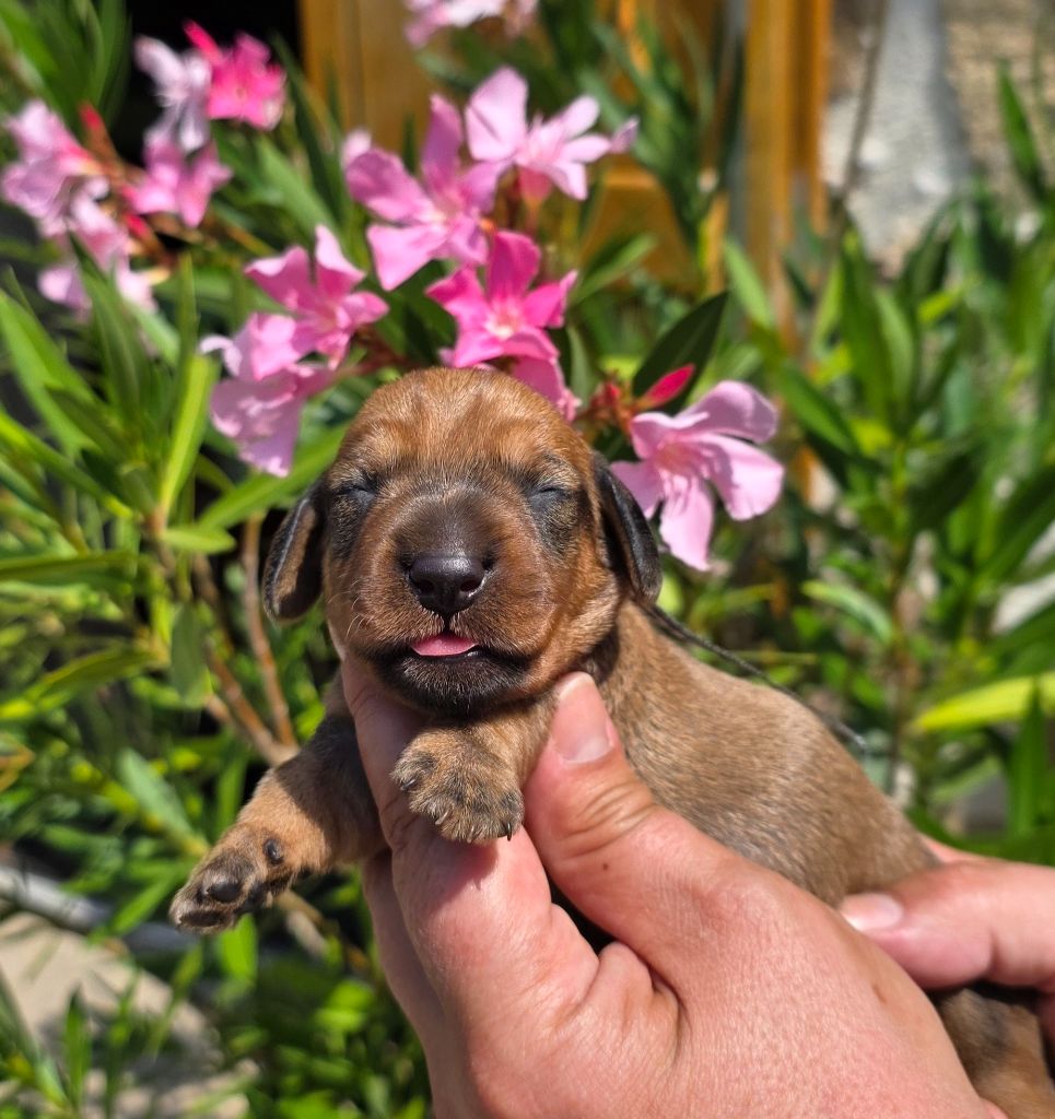 de la Cascade d'Orion - Chiots disponibles - Teckel poil dur
