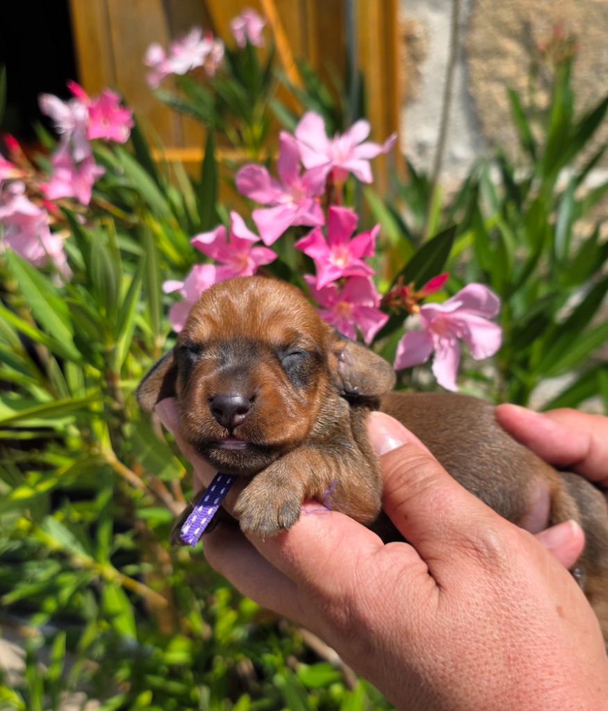 de la Cascade d'Orion - Chiots disponibles - Teckel poil dur