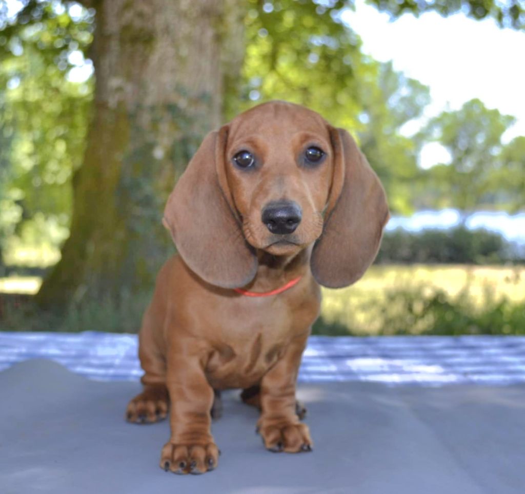 de la Cascade d'Orion - Teckel poil ras - Portée née le 02/05/2025