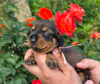 Chiot N°3