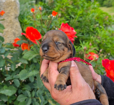 Chiot N°2