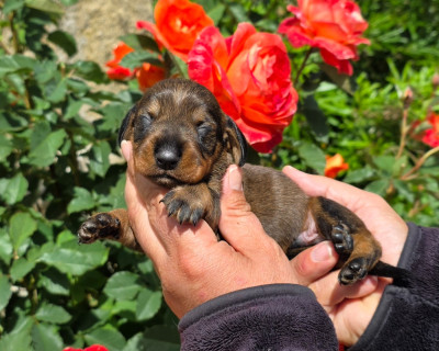 Chiot N°1