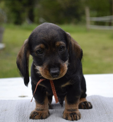 CHIOT