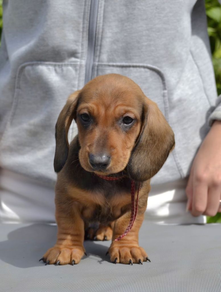 de la Cascade d'Orion - Teckel poil ras - Portée née le 06/08/2024