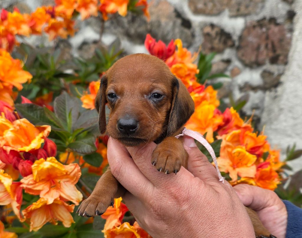 de la Cascade d'Orion - Chiots disponibles - Teckel poil ras