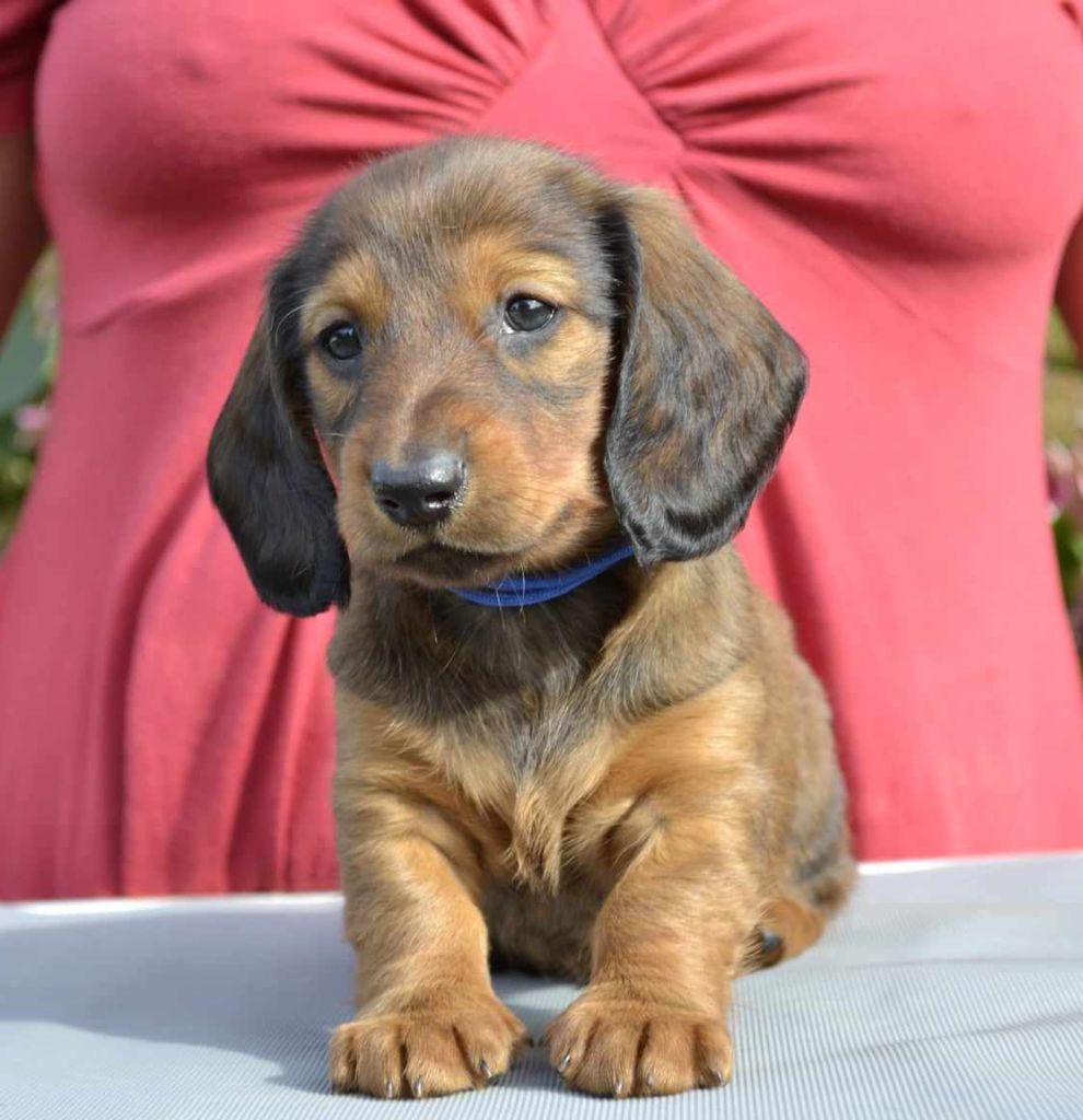 de la Cascade d'Orion - Teckel poil ras - Portée née le 08/09/2023