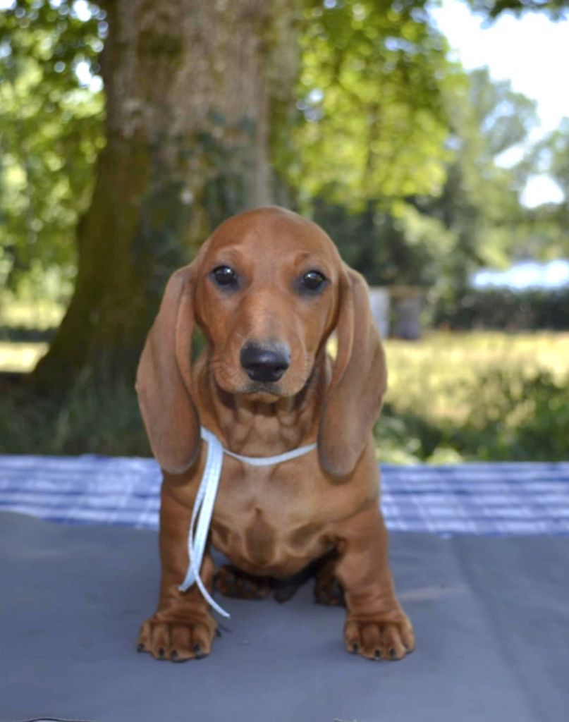 de la Cascade d'Orion - Chiots disponibles - Teckel poil ras