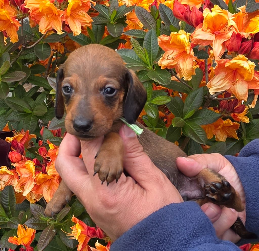 de la Cascade d'Orion - Chiots disponibles - Teckel poil ras